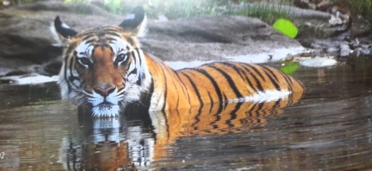 Bengal Tiger in Corbett National Park