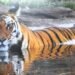 Bengal Tiger in Corbett National Park