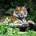 Wildlife Uttar Pradesh